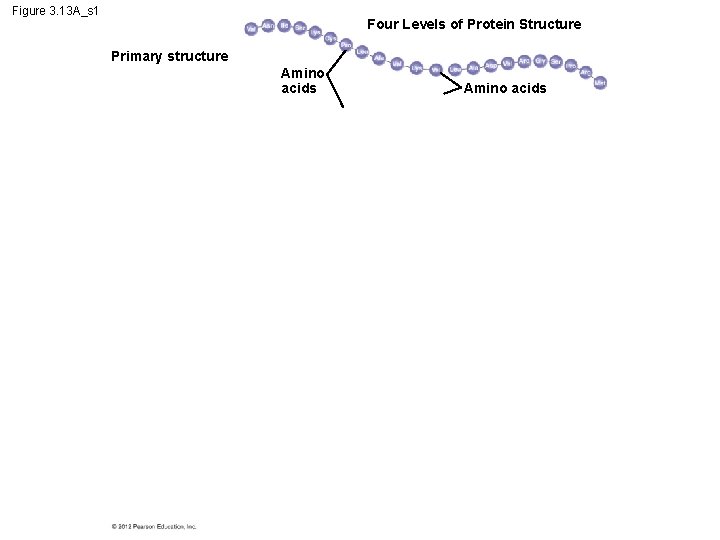 Figure 3. 13 A_s 1 Four Levels of Protein Structure Primary structure Amino acids