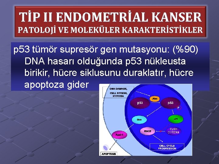 TİP II ENDOMETRİAL KANSER PATOLOJİ VE MOLEKÜLER KARAKTERİSTİKLER p 53 tümör supresör gen mutasyonu: