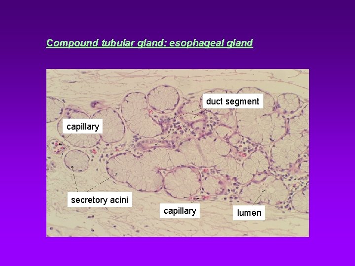 Compound tubular gland: esophageal gland duct segment capillary secretory acini capillary lumen 