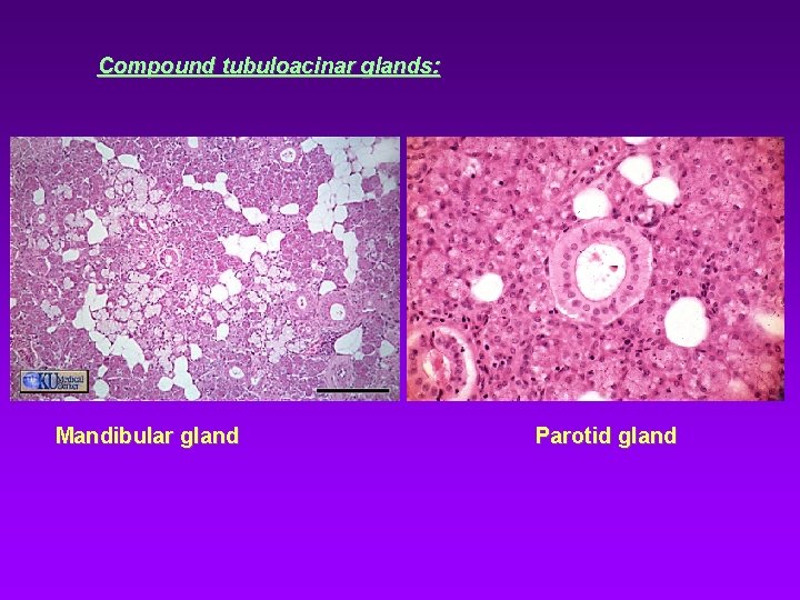 Compound tubuloacinar glands: Mandibular gland Parotid gland 