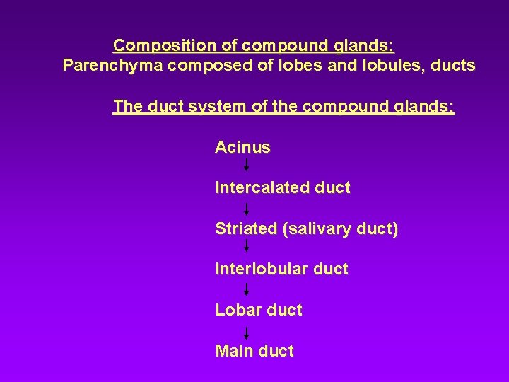 Composition of compound glands: Parenchyma composed of lobes and lobules, ducts The duct system Composition of compound glands: Parenchyma composed of lobes and lobules, ducts The duct system