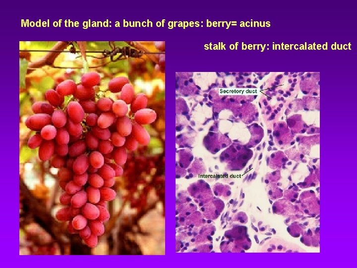 Model of the gland: a bunch of grapes: berry= acinus stalk of berry: intercalated