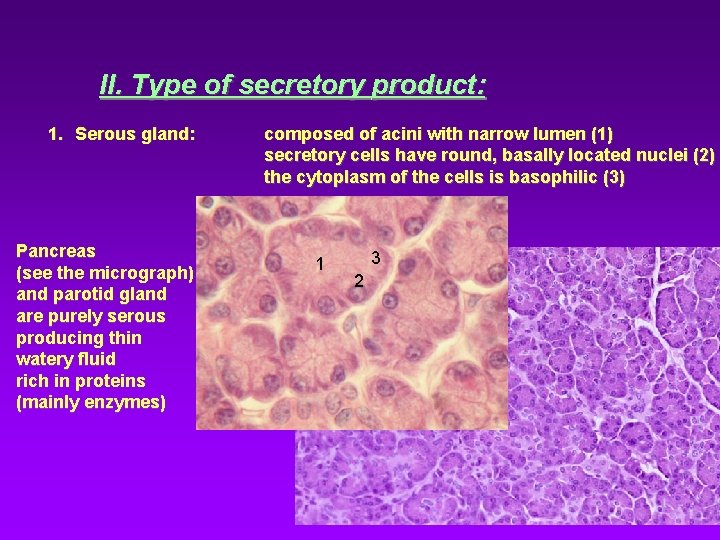 II. Type of secretory product: 1. Serous gland: Pancreas (see the micrograph) and parotid