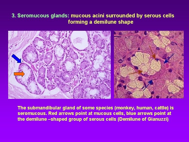 3. Seromucous glands: mucous acini surrounded by serous cells forming a demilune shape The