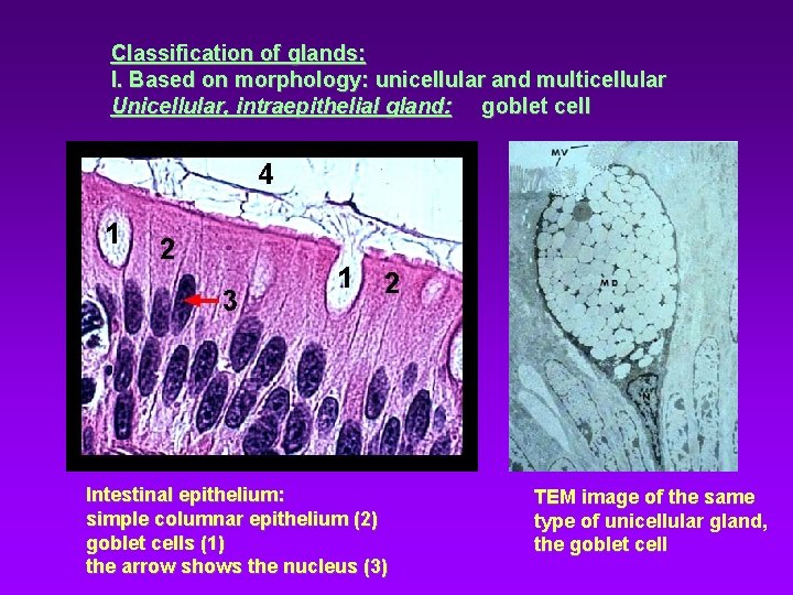 Classification of glands: I. Based on morphology: unicellular and multicellular Unicellular, intraepithelial gland: goblet Classification of glands: I. Based on morphology: unicellular and multicellular Unicellular, intraepithelial gland: goblet