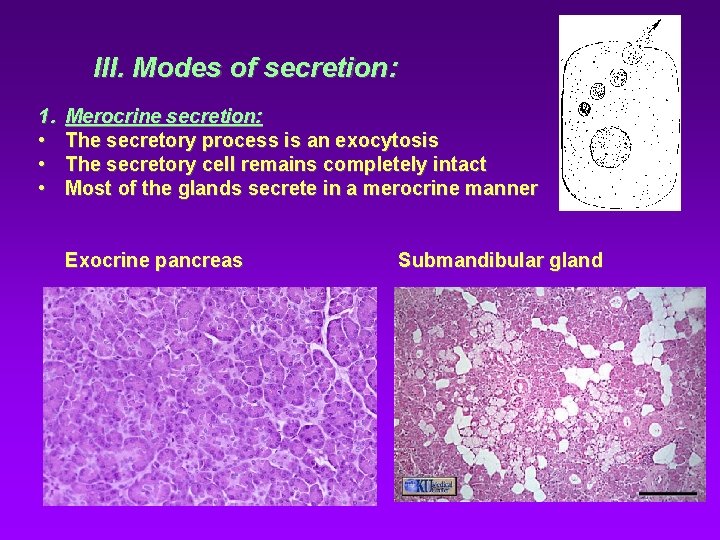 III. Modes of secretion: 1. • • • Merocrine secretion: The secretory process is III. Modes of secretion: 1. • • • Merocrine secretion: The secretory process is