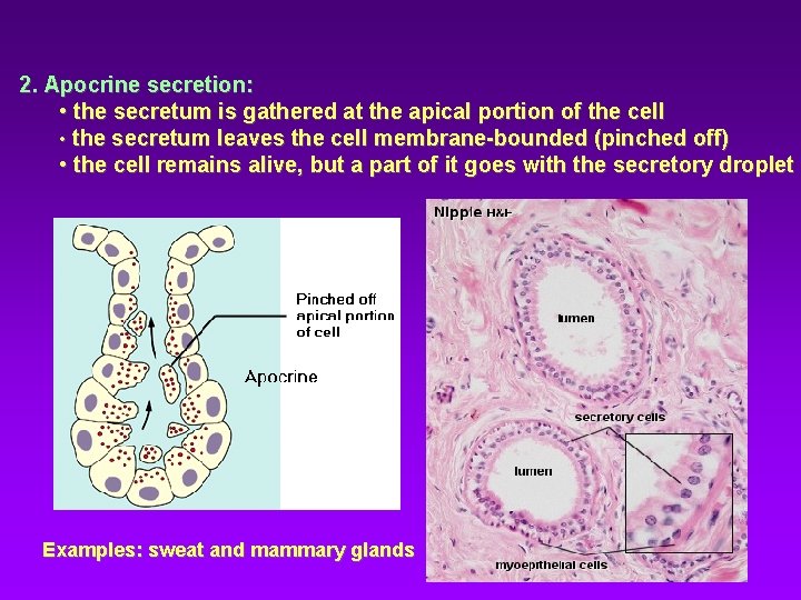 2. Apocrine secretion: • the secretum is gathered at the apical portion of the