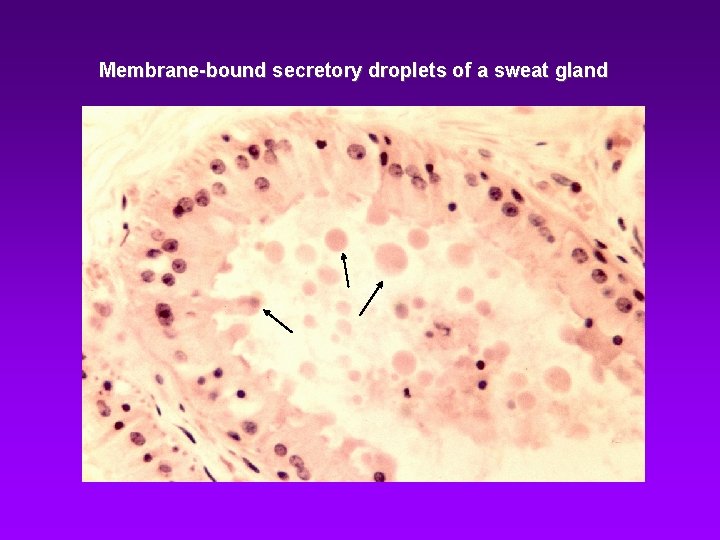 Membrane-bound secretory droplets of a sweat gland 