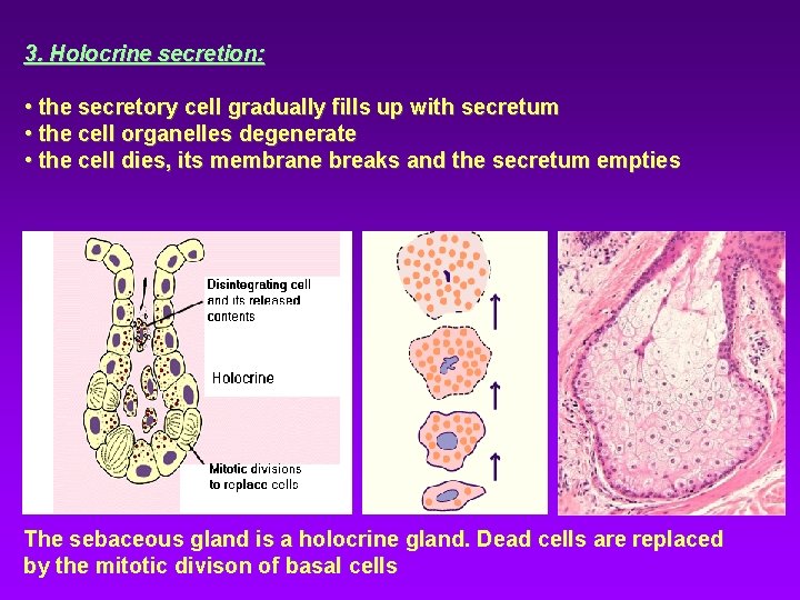 3. Holocrine secretion: • the secretory cell gradually fills up with secretum • the 3. Holocrine secretion: • the secretory cell gradually fills up with secretum • the