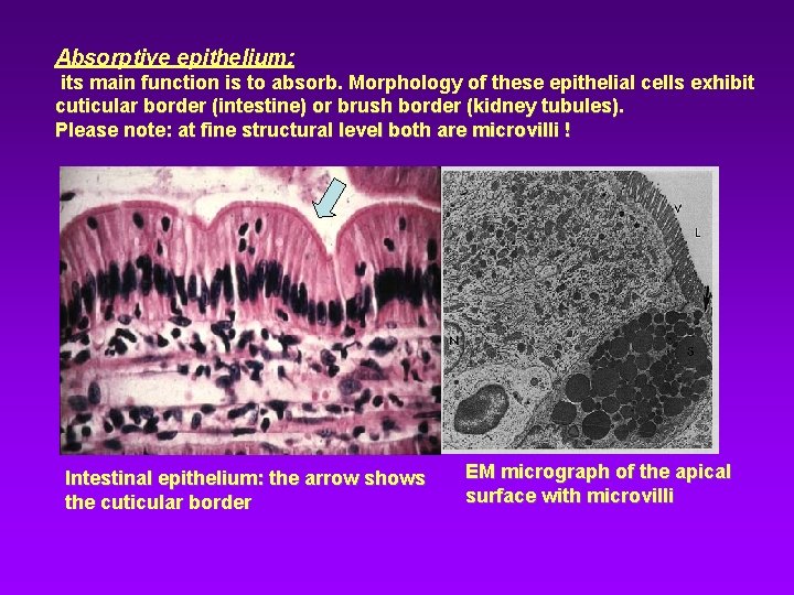 Absorptive epithelium: its main function is to absorb. Morphology of these epithelial cells exhibit