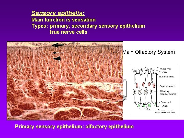 Sensory epithelia: Main function is sensation Types: primary, secondary sensory epithelium true nerve cells