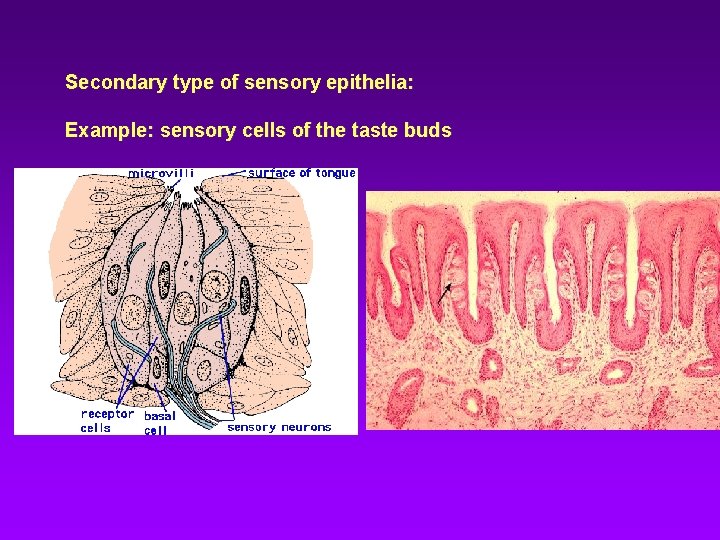Secondary type of sensory epithelia: Example: sensory cells of the taste buds 