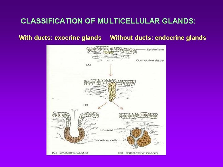 CLASSIFICATION OF MULTICELLULAR GLANDS: With ducts: exocrine glands Without ducts: endocrine glands CLASSIFICATION OF MULTICELLULAR GLANDS: With ducts: exocrine glands Without ducts: endocrine glands
