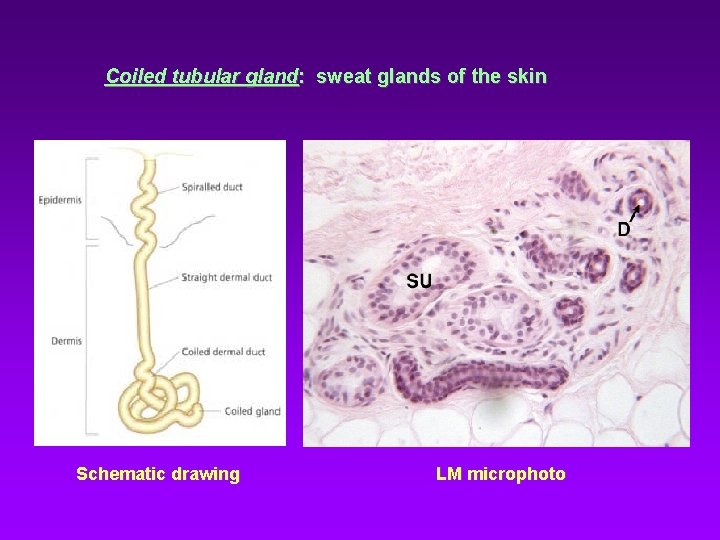 Coiled tubular gland: sweat glands of the skin Schematic drawing LM microphoto 