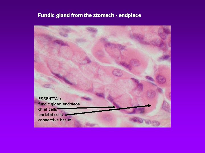 Fundic gland from the stomach - endpiece Fundic gland from the stomach - endpiece
