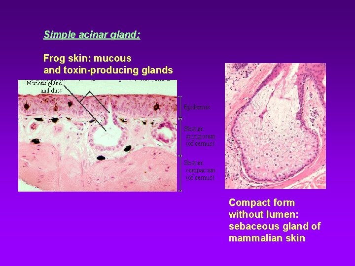 Simple acinar gland: Frog skin: mucous and toxin-producing glands Compact form without lumen: sebaceous