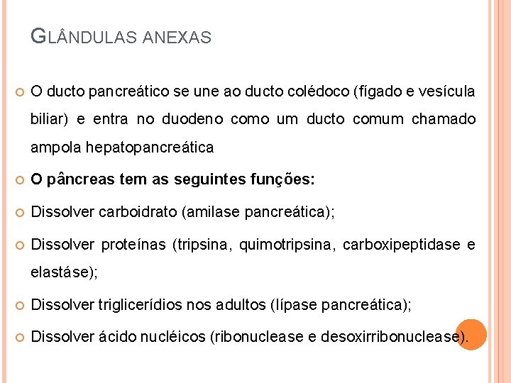GL NDULAS ANEXAS O ducto pancreático se une ao ducto colédoco (fígado e vesícula