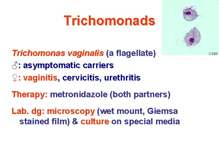 Trichomonads Trichomonas vaginalis (a flagellate) ♂: asymptomatic carriers ♀: vaginitis, cervicitis, urethritis Therapy: metronidazole