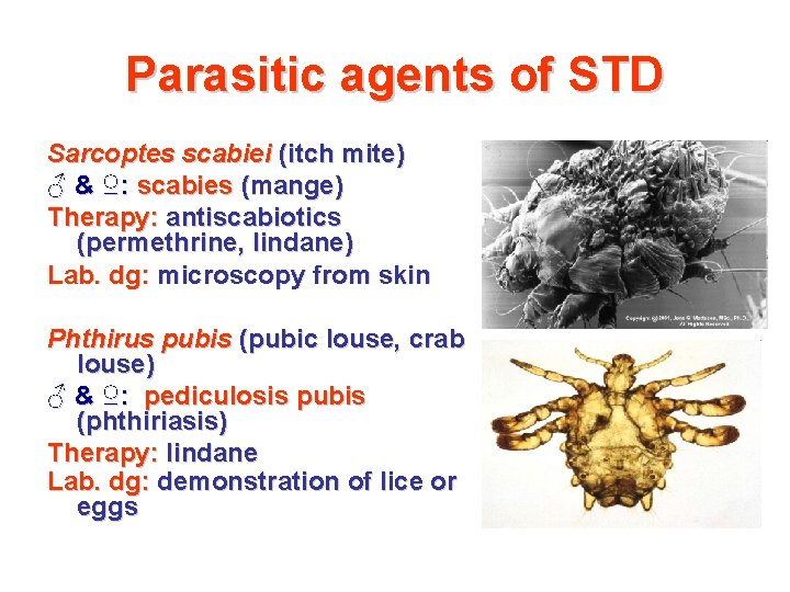 Parasitic agents of STD Sarcoptes scabiei (itch mite) ♂ & ♀: scabies (mange) Therapy: