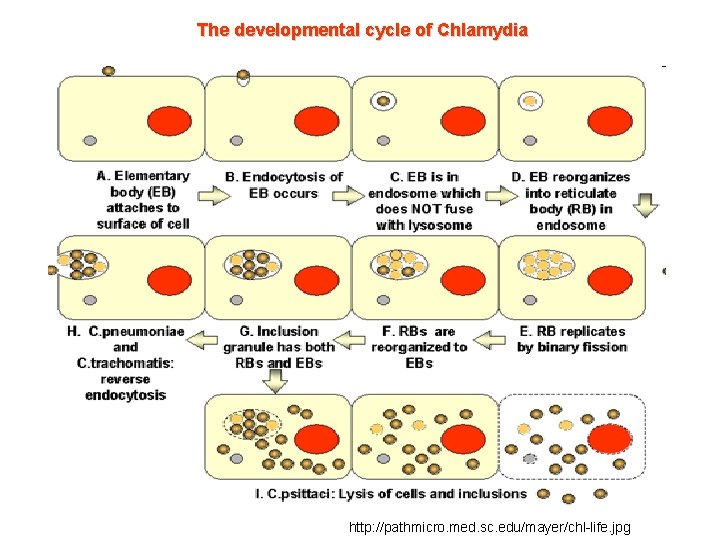 The developmental cycle of Chlamydia http: //pathmicro. med. sc. edu/mayer/chl-life. jpg 