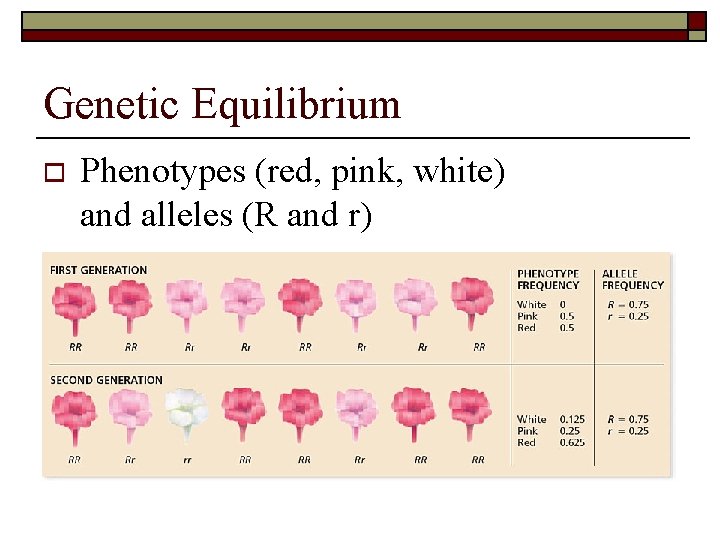 Genetic Equilibrium o Phenotypes (red, pink, white) and alleles (R and r) 