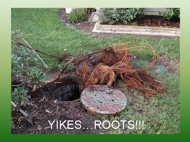 YIKES…ROOTS!!! 