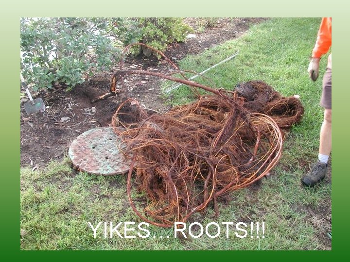 YIKES…ROOTS!!! 