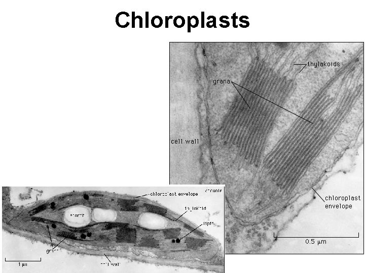 Chloroplasts 