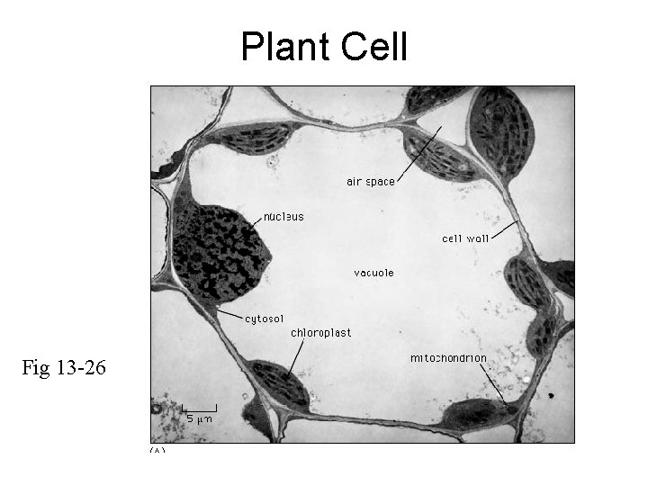 Plant Cell Fig 13 -26 