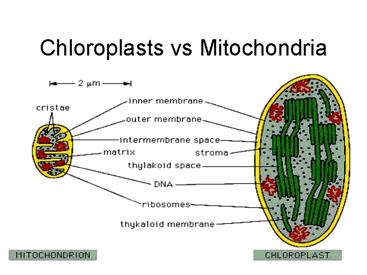 Chloroplasts vs Mitochondria 