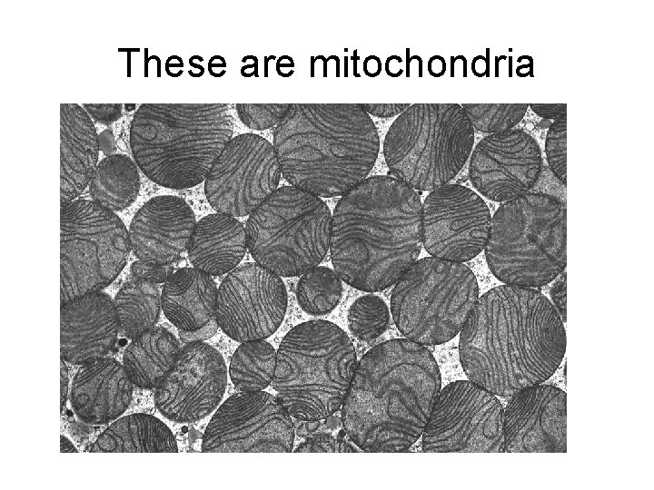 These are mitochondria 