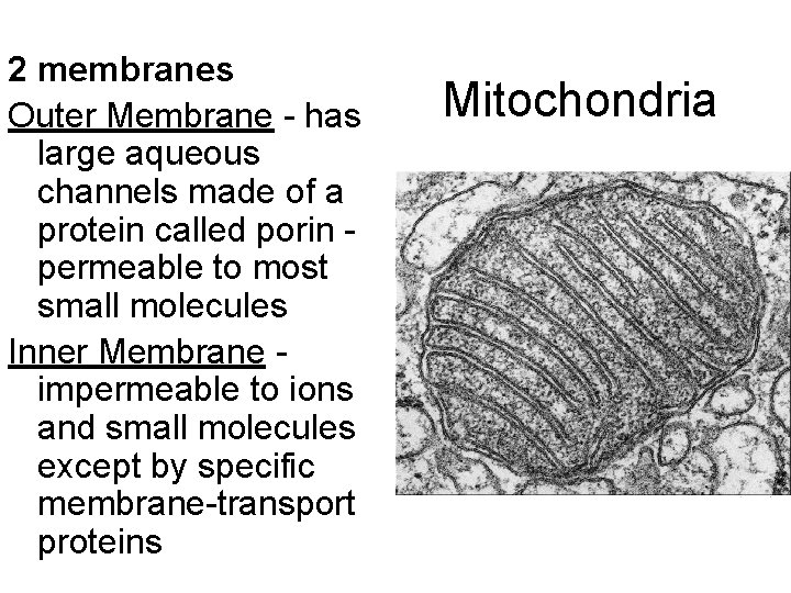 2 membranes Outer Membrane - has large aqueous channels made of a protein called