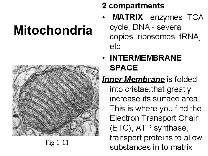 Mitochondria Fig 1 -11 2 compartments • MATRIX - enzymes -TCA cycle, DNA -