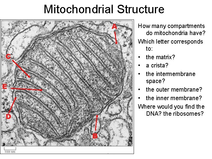 Mitochondrial Structure A C E D B How many compartments do mitochondria have? Which