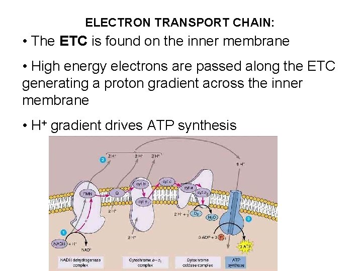 ELECTRON TRANSPORT CHAIN: • The ETC is found on the inner membrane • High