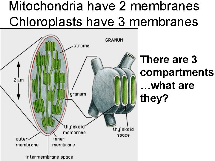 Mitochondria have 2 membranes Chloroplasts have 3 membranes There are 3 compartments …what are