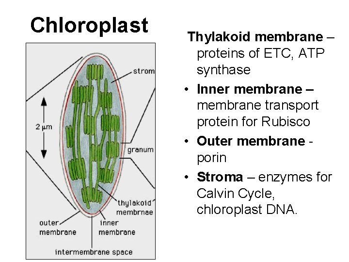 Chloroplast Thylakoid membrane – proteins of ETC, ATP synthase • Inner membrane – membrane