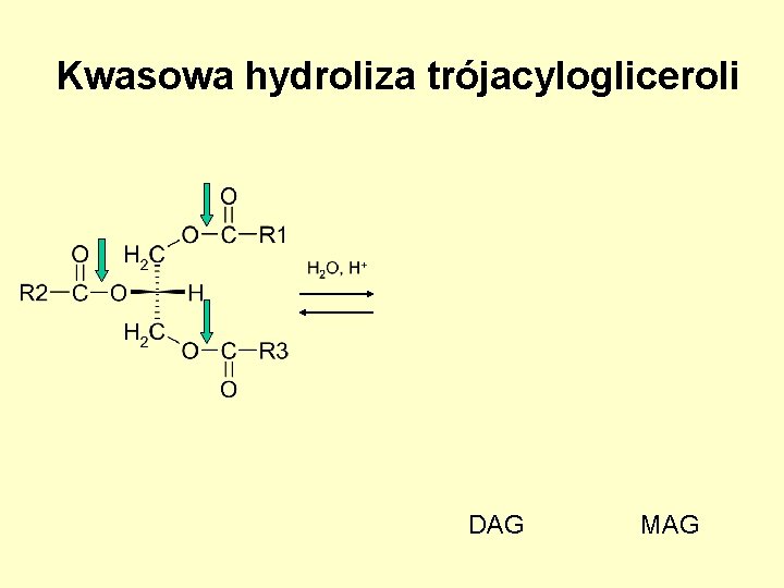 Kwasowa hydroliza trójacylogliceroli DAG MAG 