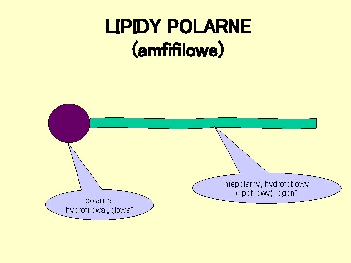LIPIDY POLARNE (amfifilowe) polarna, hydrofilowa „głowa” niepolarny, hydrofobowy (lipofilowy) „ogon” 