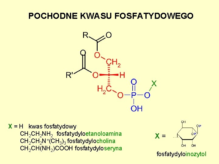 POCHODNE KWASU FOSFATYDOWEGO X = H kwas fosfatydowy CH 2 NH 2 fosfatydyloetanoloamina CH