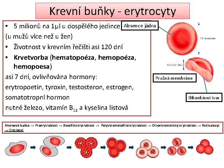 Krevní buňky - erytrocyty • 5 milionů na 1μl u dospělého jedince Absence jádra