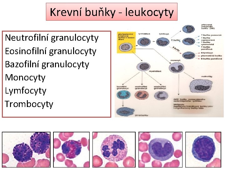 Krevní buňky - leukocyty Neutrofilní granulocyty Eosinofilní granulocyty Bazofilní granulocyty Monocyty Lymfocyty Trombocyty 