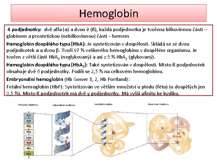 Hemoglobin 4 podjednotky: dvě alfa (α) a dvou ě (ß), každá podjednotka je tvořena