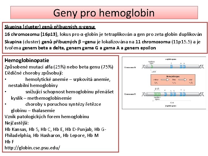 Geny pro hemoglobin Skupina (cluster) genů příbuzných α-genu: 16 chromosomu (16 p 13), lokus