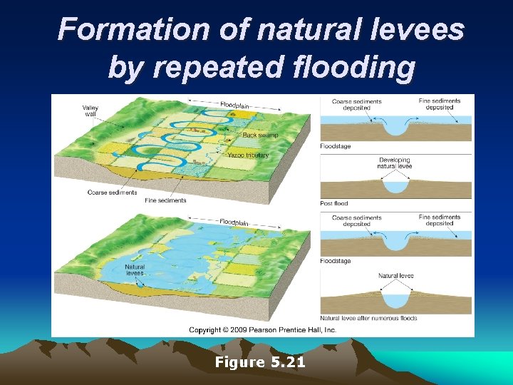 Formation of natural levees by repeated flooding Figure 5. 21 