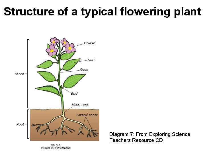 Structure of a typical flowering plant Diagram 7: From Exploring Science Teachers Resource CD