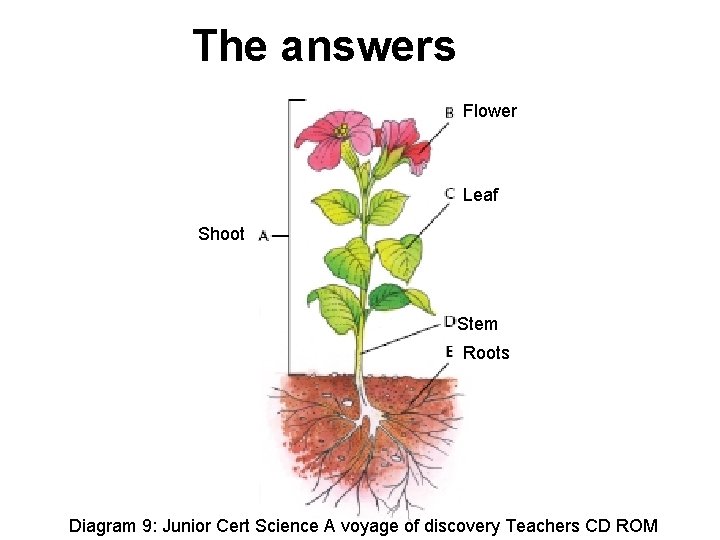 The answers Flower Leaf Shoot Stem Roots Diagram 9: Junior Cert Science A voyage
