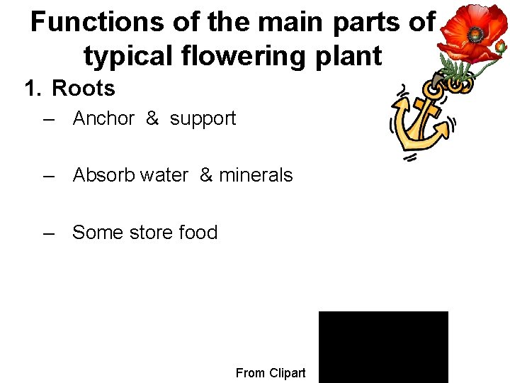 Functions of the main parts of typical flowering plant 1. Roots – Anchor &