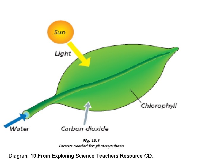 Diagram 10: From Exploring Science Teachers Resource CD. 