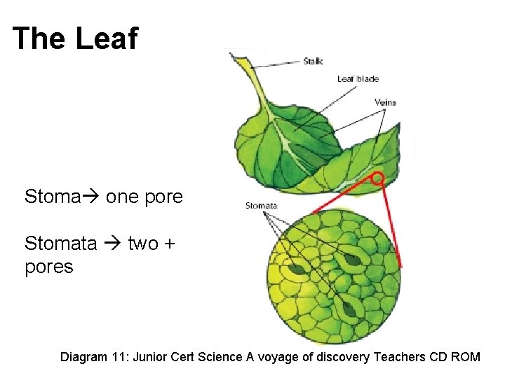 The Leaf Stoma one pore Stomata two + pores Diagram 11: Junior Cert Science